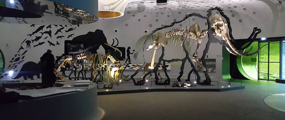 Prehistoric Fossil Animals